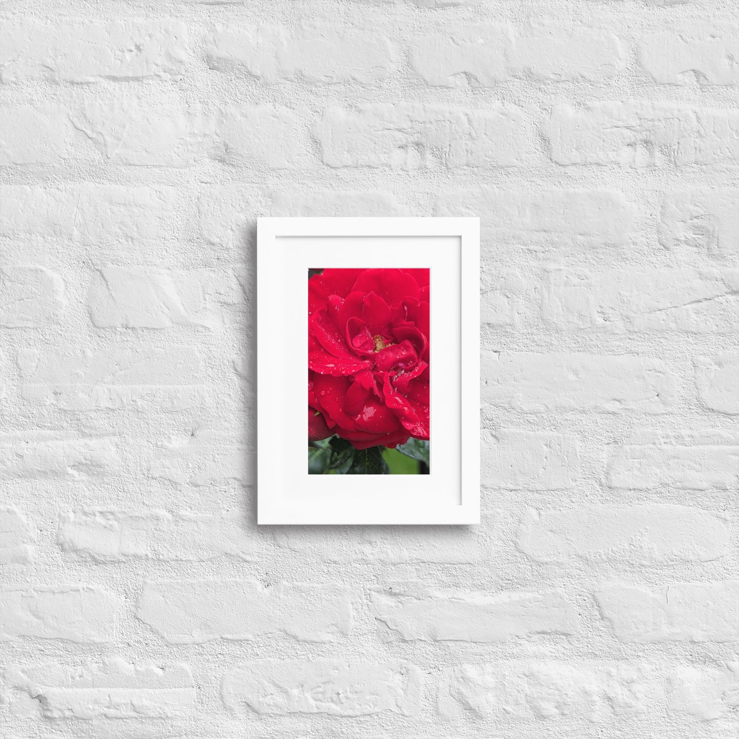 Gerahmtes Poster auf mattem Papier mit Matte (21x30cm) 'Morgentau auf einer Rose'